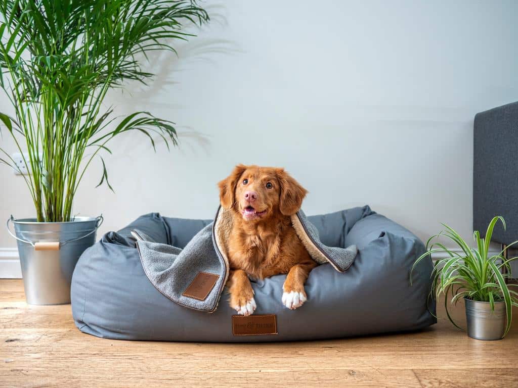Why Your Dog Needs an Orthopedic Memory Foam Bed