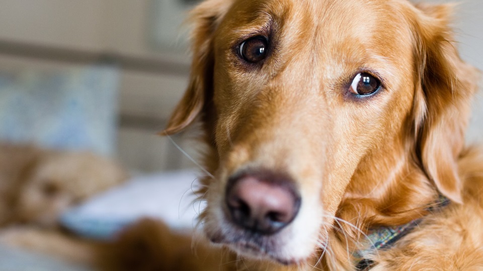 Unveiling the Mysteries of Immune Support for Dogs