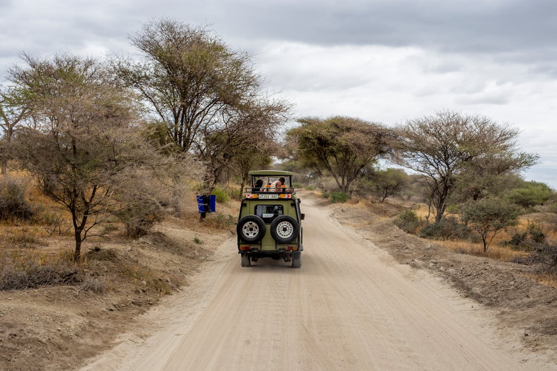 Kenya Safari Adventures: A Complete Traveler’s Companion