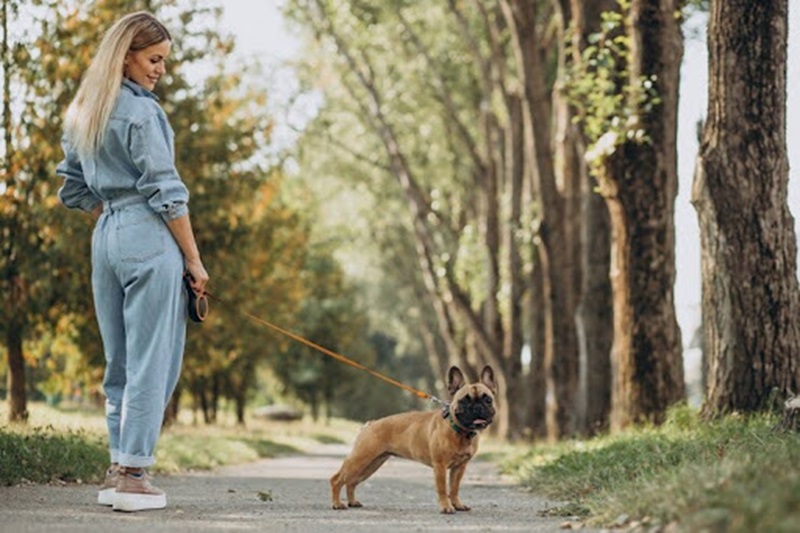 Finding the Perfect Dog Walker in New Orleans: A Guide for Pet Owners