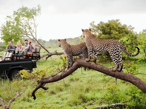 Enjoy a Mind-Blowing African Safari This Year – Here Are the Top National Parks Popular Amongst Travelers!
