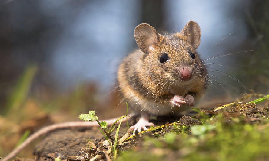 Rodent-Proof Your Garden: A Green Approach to Pest Control