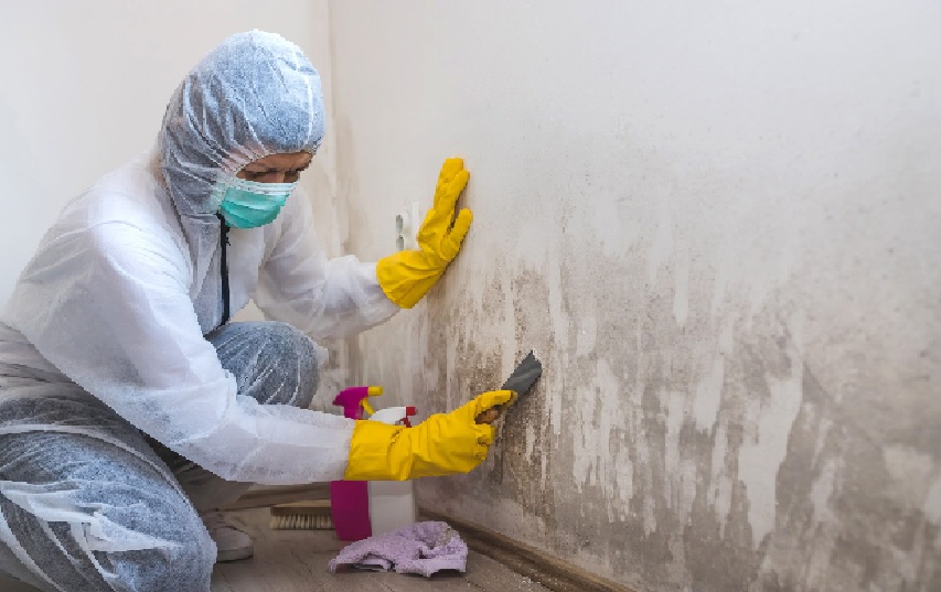 Top Challenges in Mold Removal After Testing: How to Overcome Common Issues