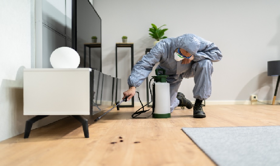 Pest Control for Renters: How to Deal with Pests in Rental Properties