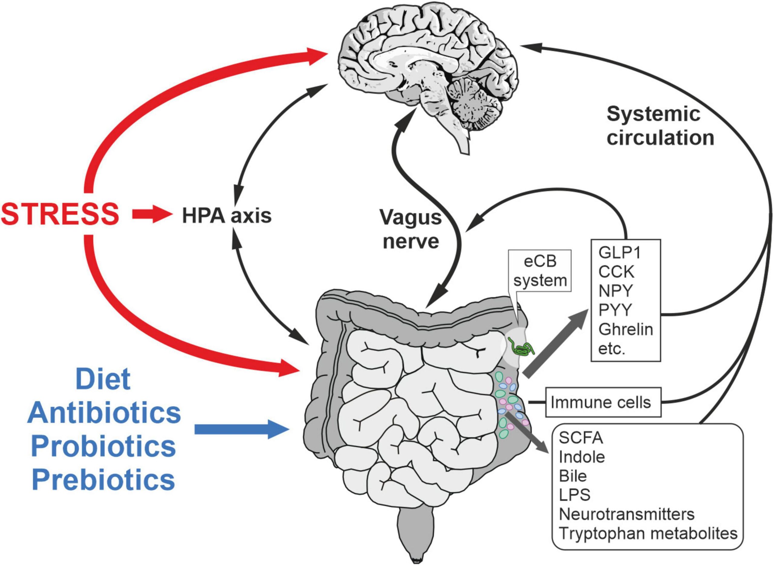 How THC and TAC Interact with the Endocannabinoid System